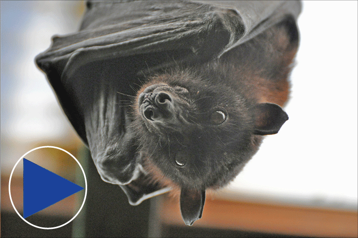 Indian Flying Fox