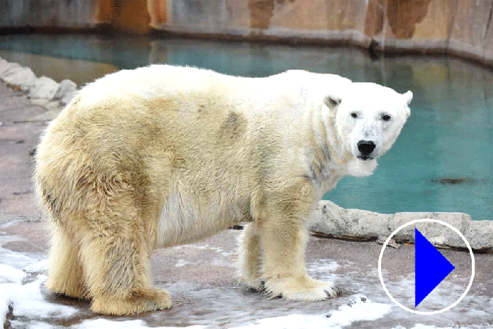Polar Beer