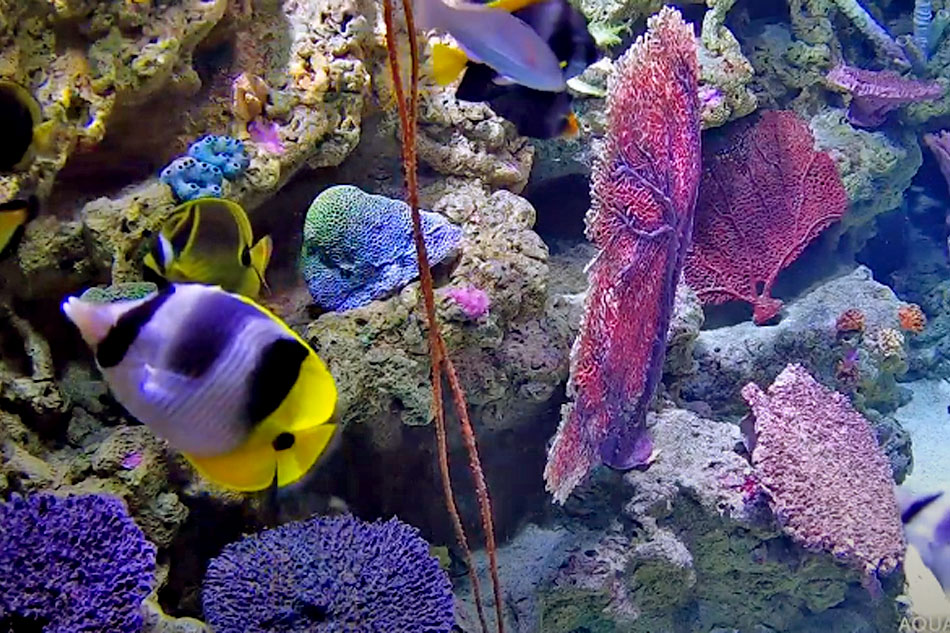 colourful reef fish 