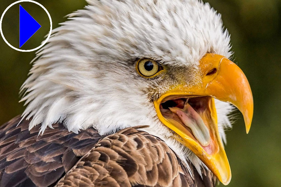 bald eagle head