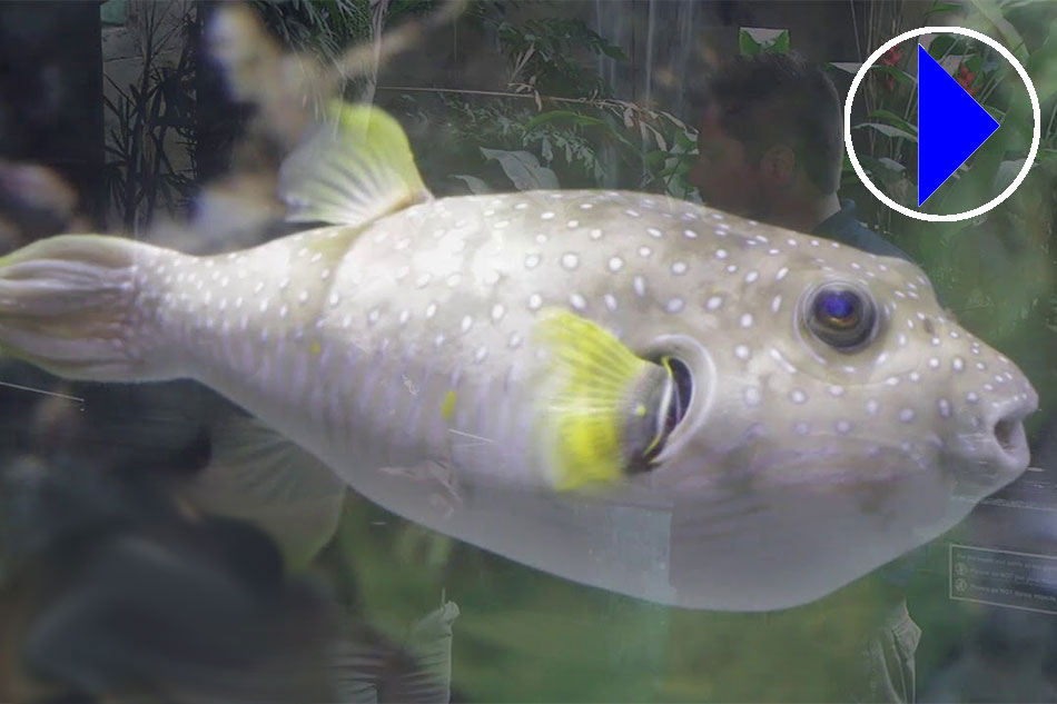 Live webcam Blank Park Aquarium Des Moines Indiana