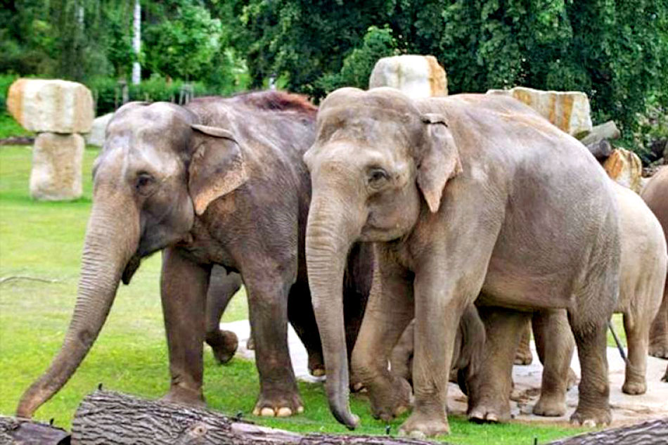 Indian Elephants at Praque Zoo