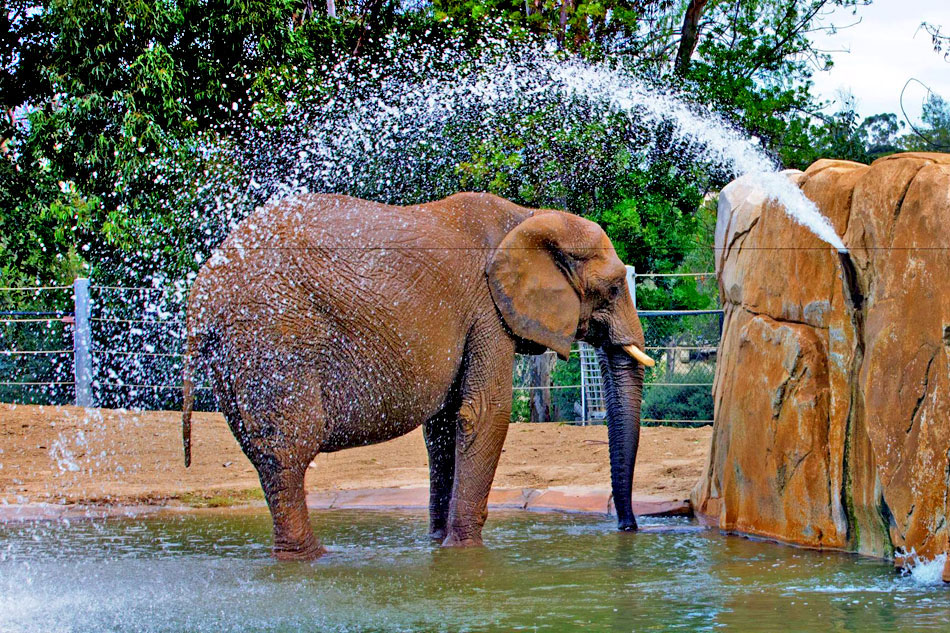 African Elephants at the San Diego Zoo