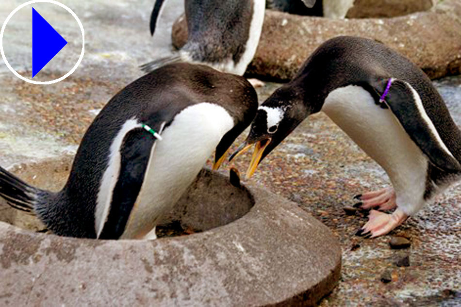 Gentoo Penguins at the Edinburgh Zoo