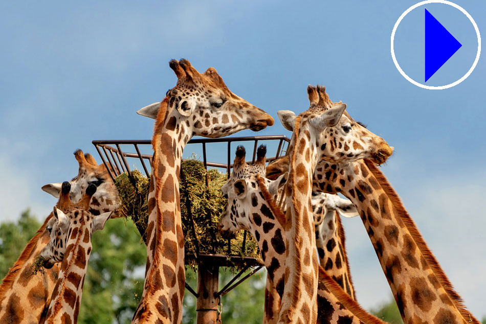 giraffes feeding 