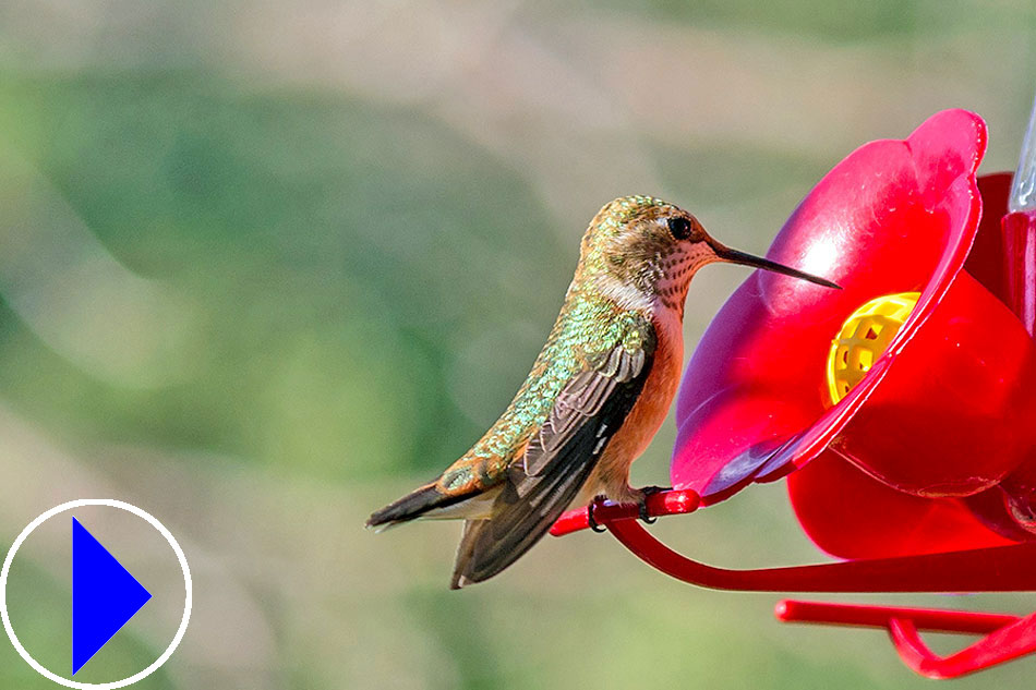 humming bird at a feeder