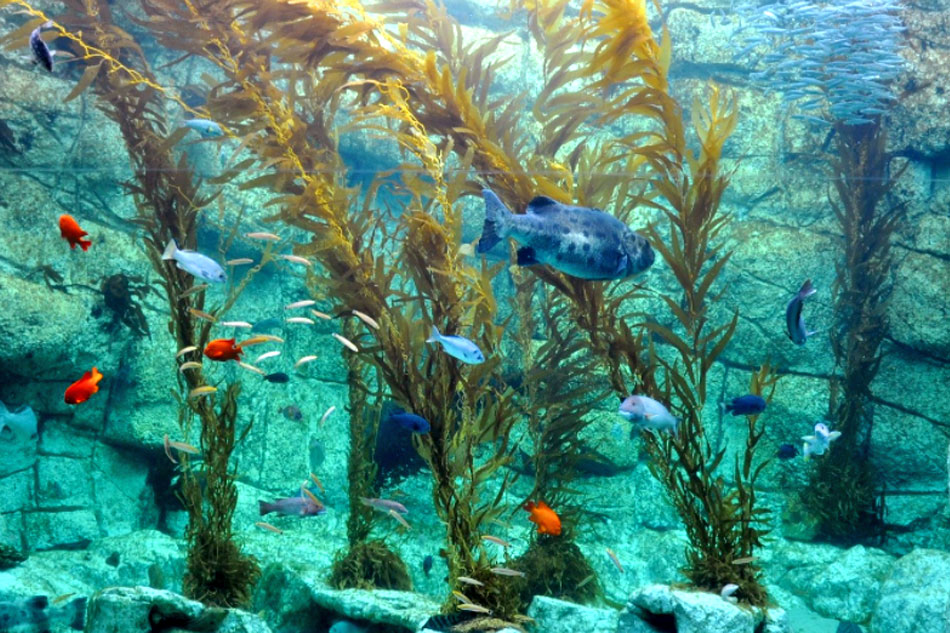 Kelp Forest in an Aquarium