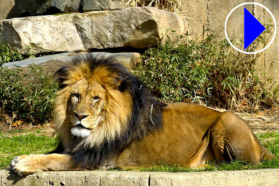 Adult Zoo Lion with a big mane