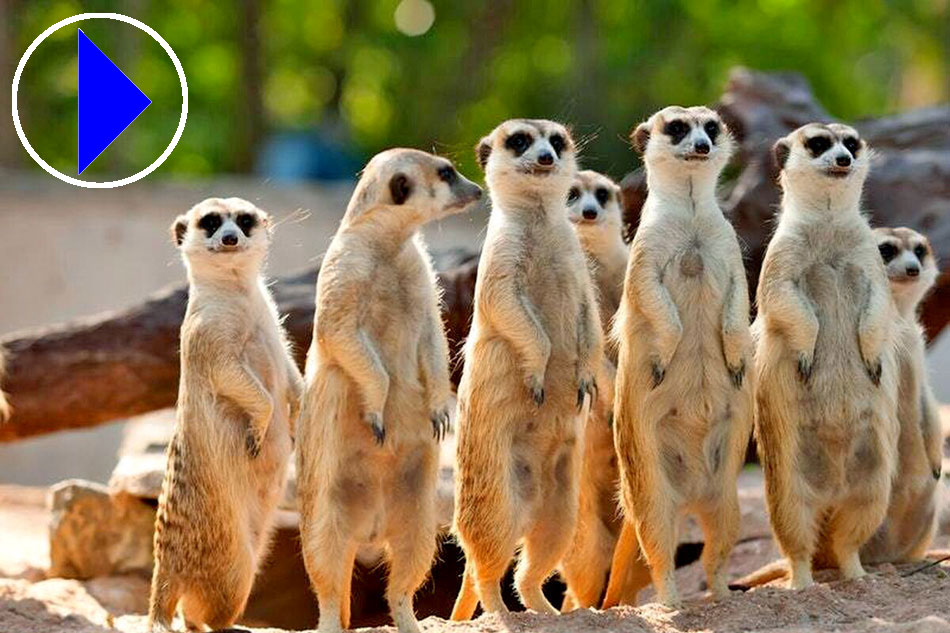 A pack of meerkats standing on back feet