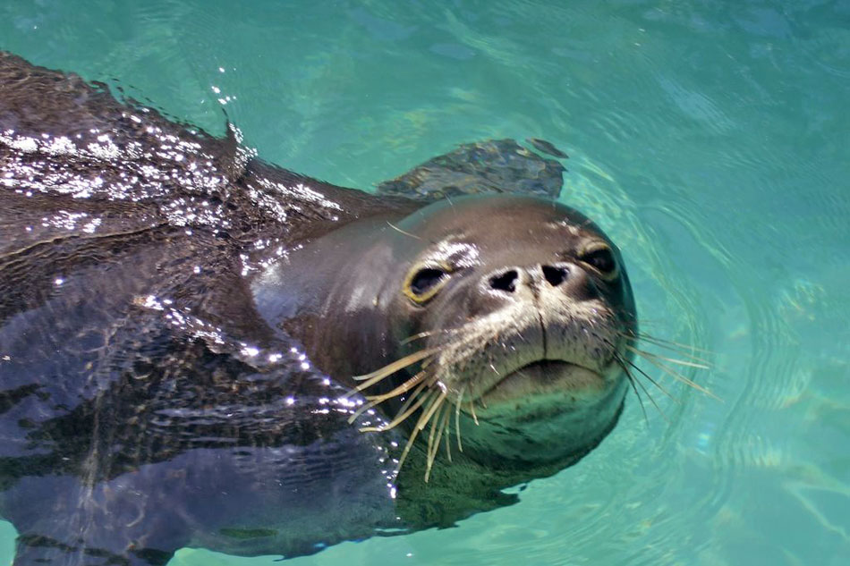 Monk Seal in aquarium