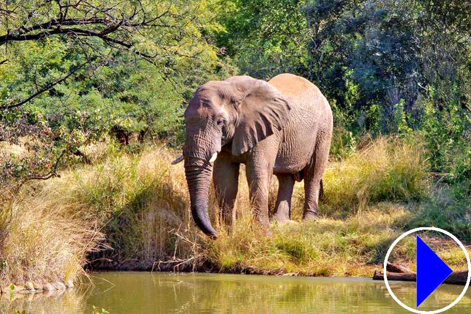 african elephant