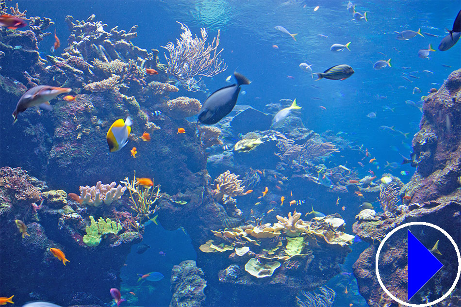 Phillipine Coral Reef Exhibit