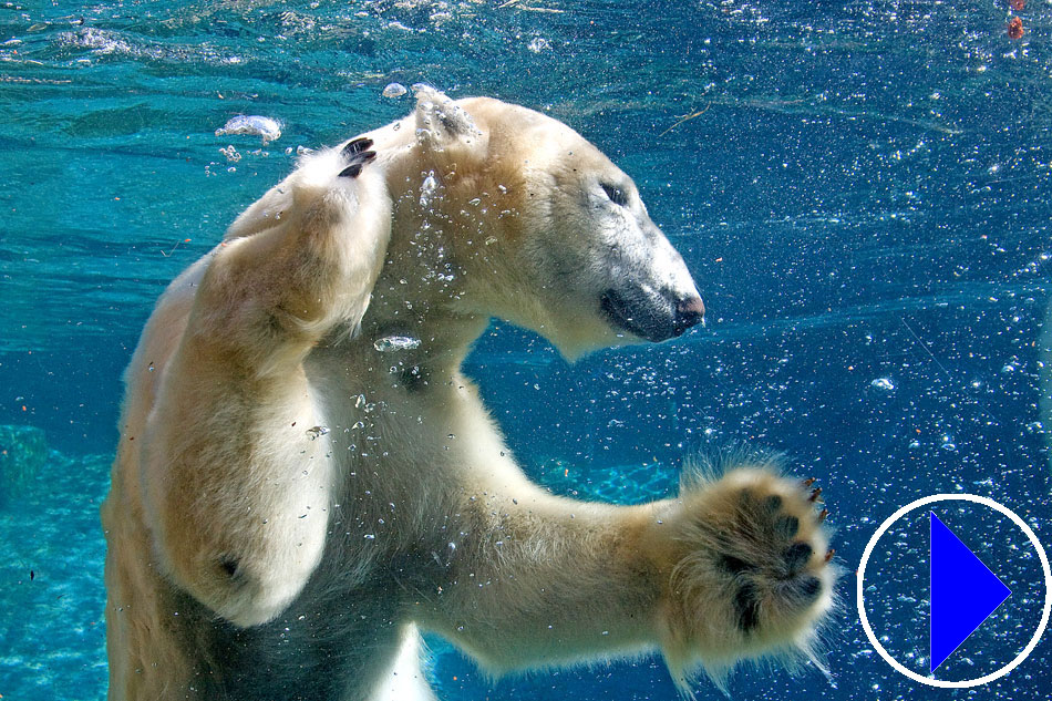 Polar Bear underwater at the San Diego Zoo