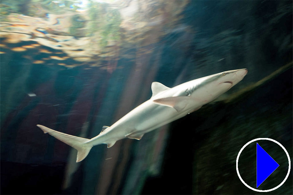 shark swimming at dallas world aquarium