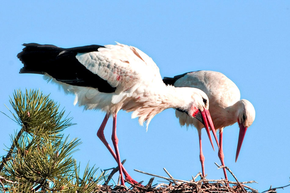 Pair of storks on the nest
