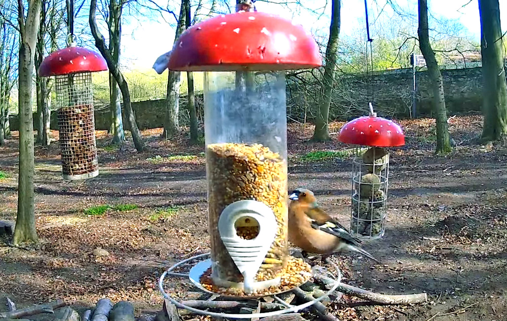 bird feeders at the alnwick garden in northumberland