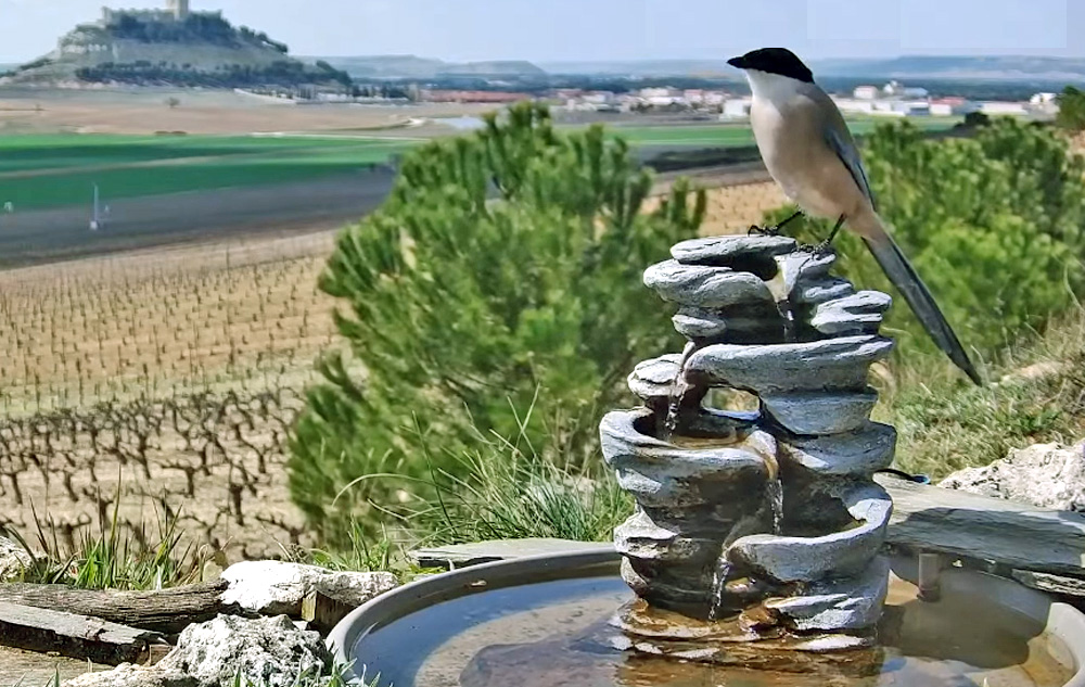 bird at a water fountain in valladolid spain