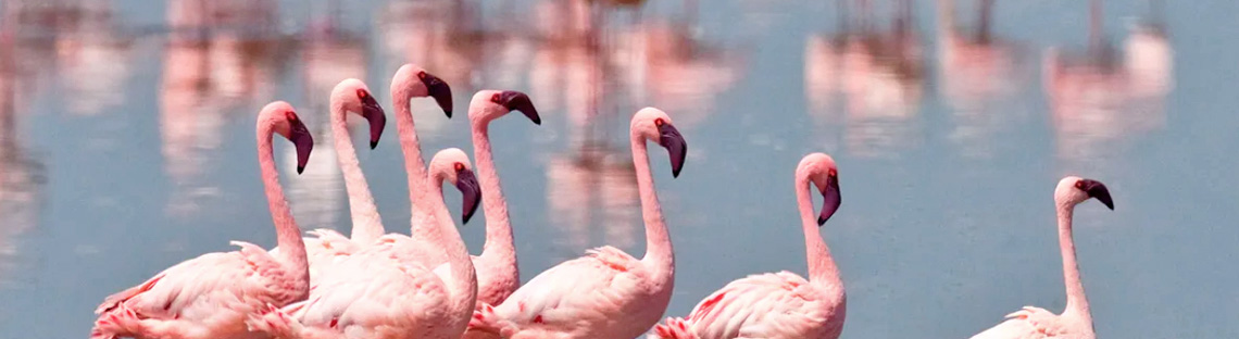 flamingo banner