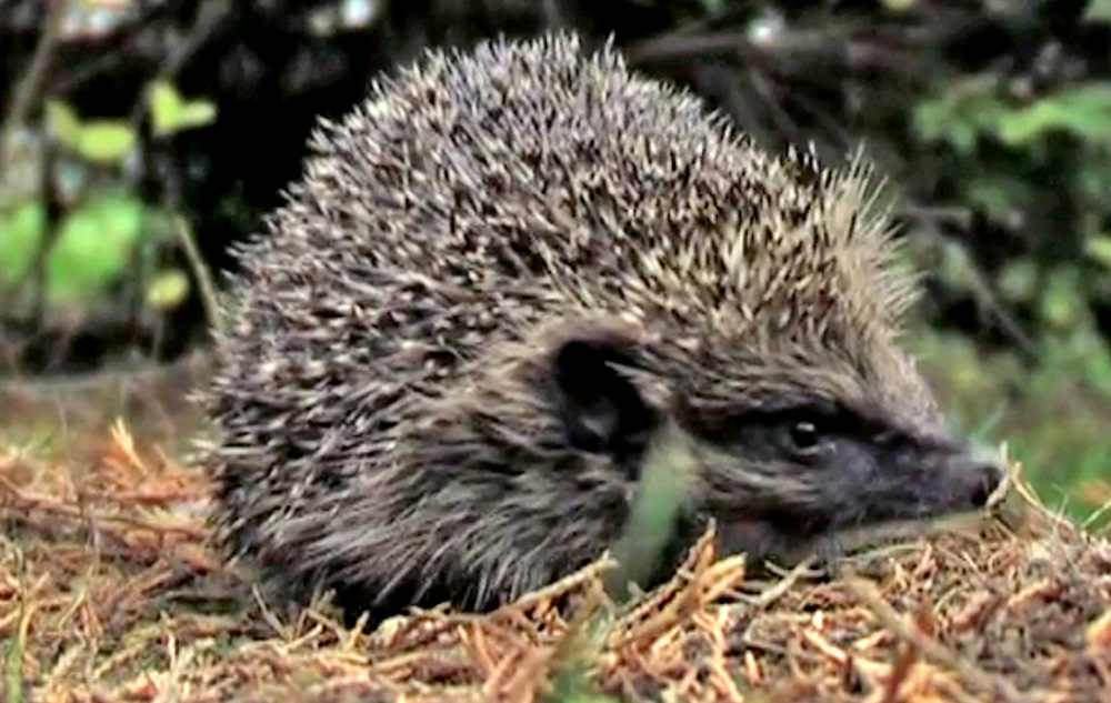 hedgehog in the undergrowth