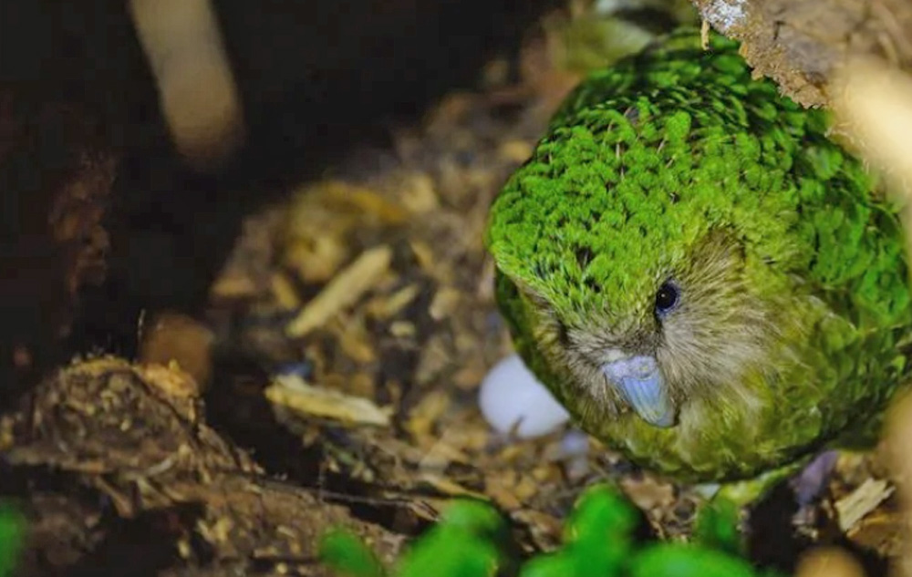 kakapo nesting