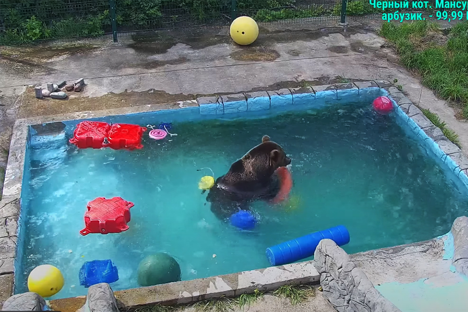 mansur a rescued bear in russia