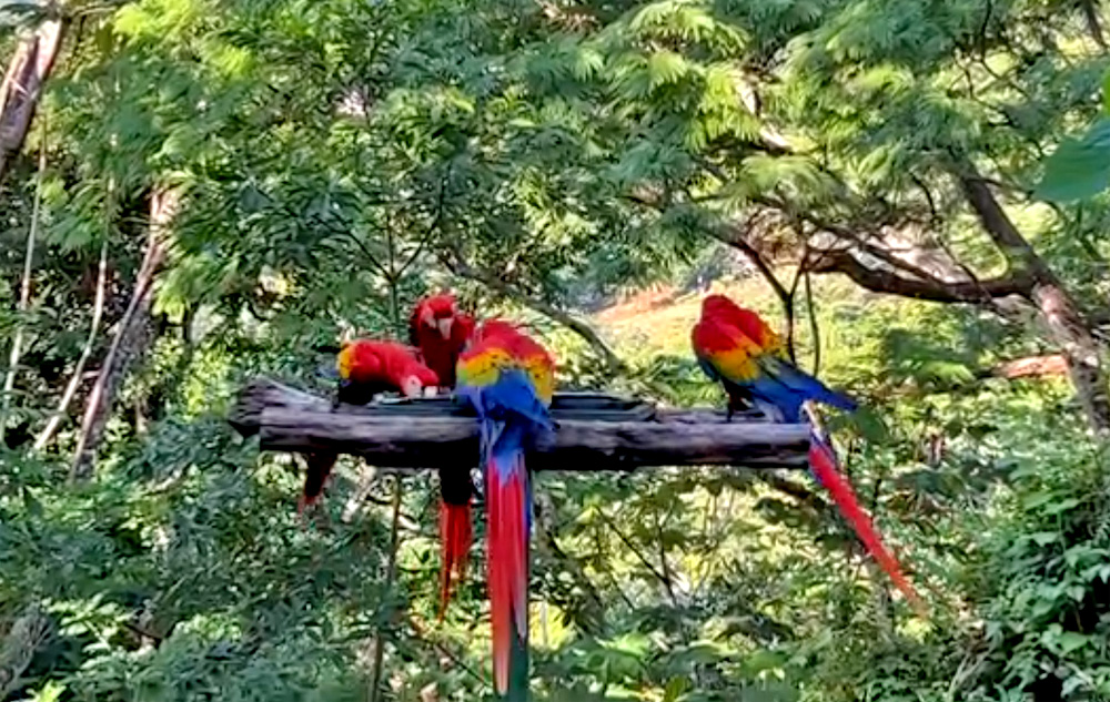 punta islita wild macaw reserve