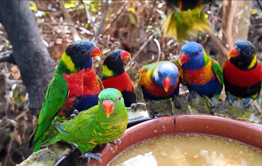 parrots drinking