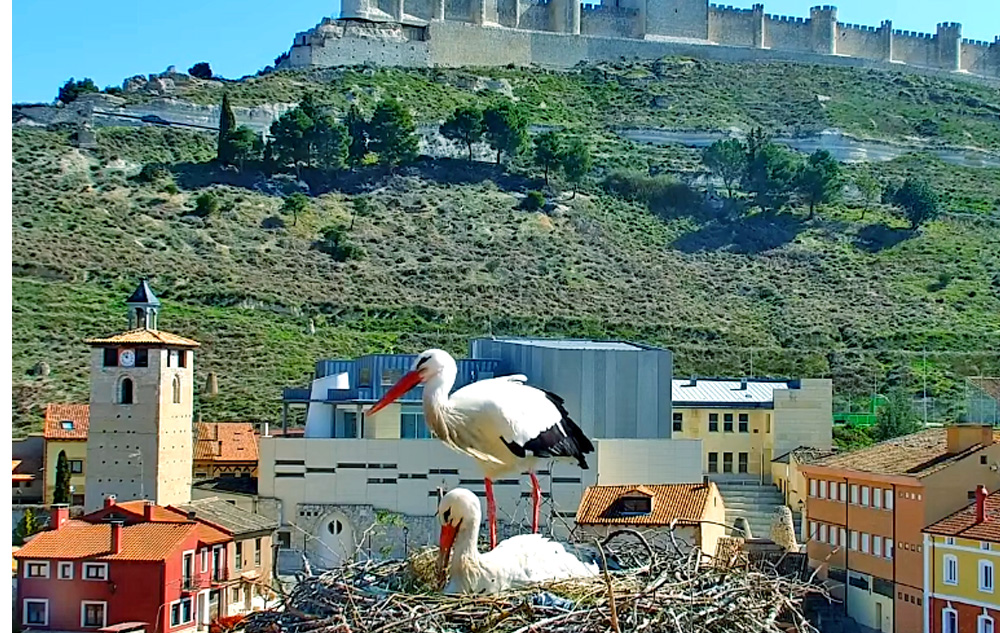 stork nesting in penafiel in valladolid spain