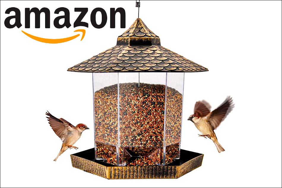 Live Streaming cams Garden Birds at Bird Feeders North America