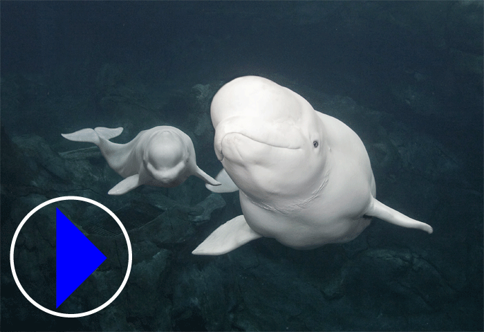 King Beluga GIF - King Beluga - Discover & Share GIFs