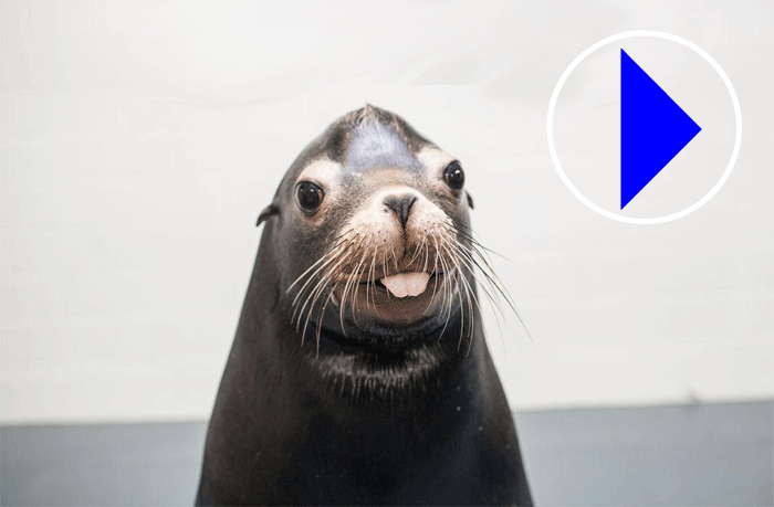 Live Webcams - California Sea Lions - Georgia Aquarium