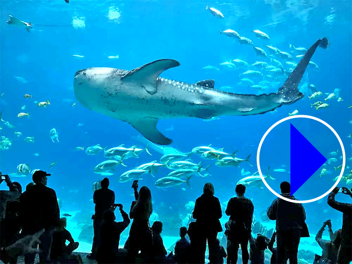 Live Webcams whale Sharks Aquarium