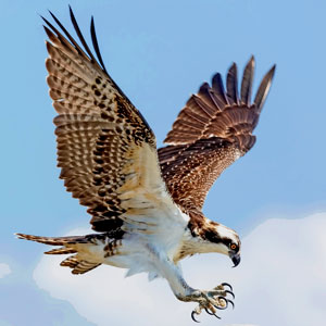 Osprey in Flight