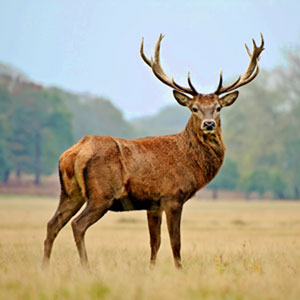 Red Deer