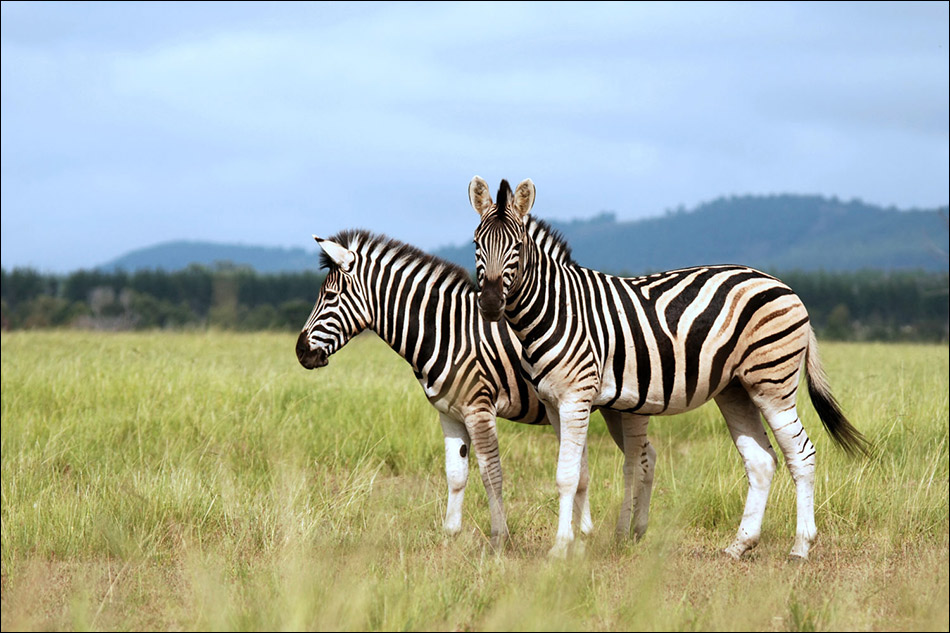 Zebra