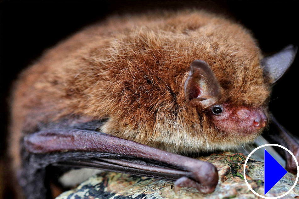 Daubenton's bat