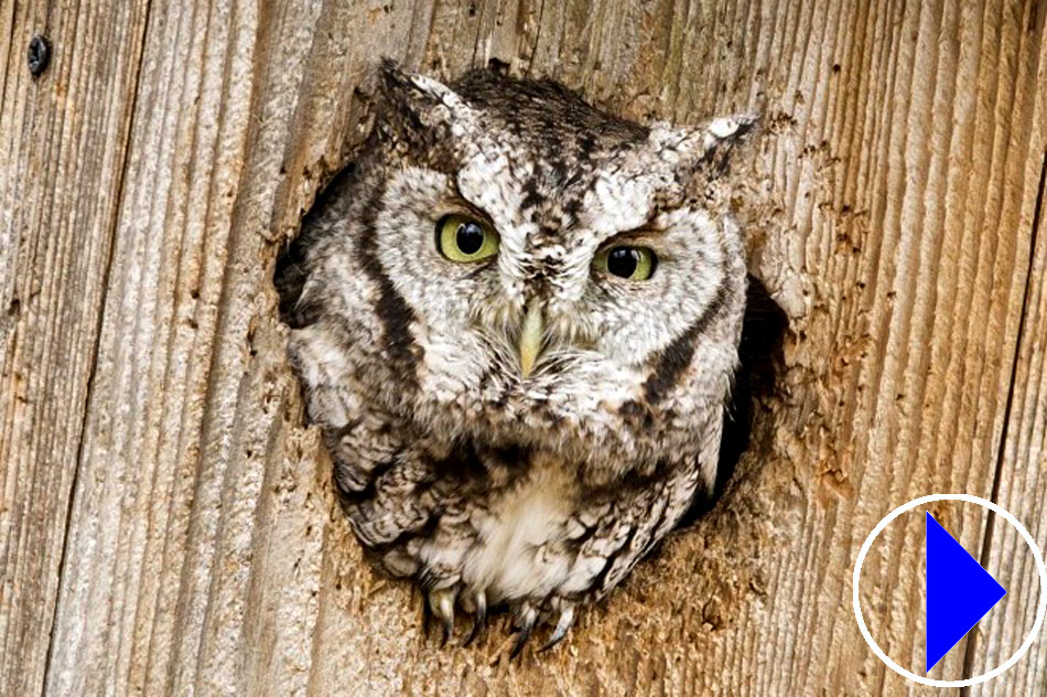 eastern screech owl at nest box entrance
