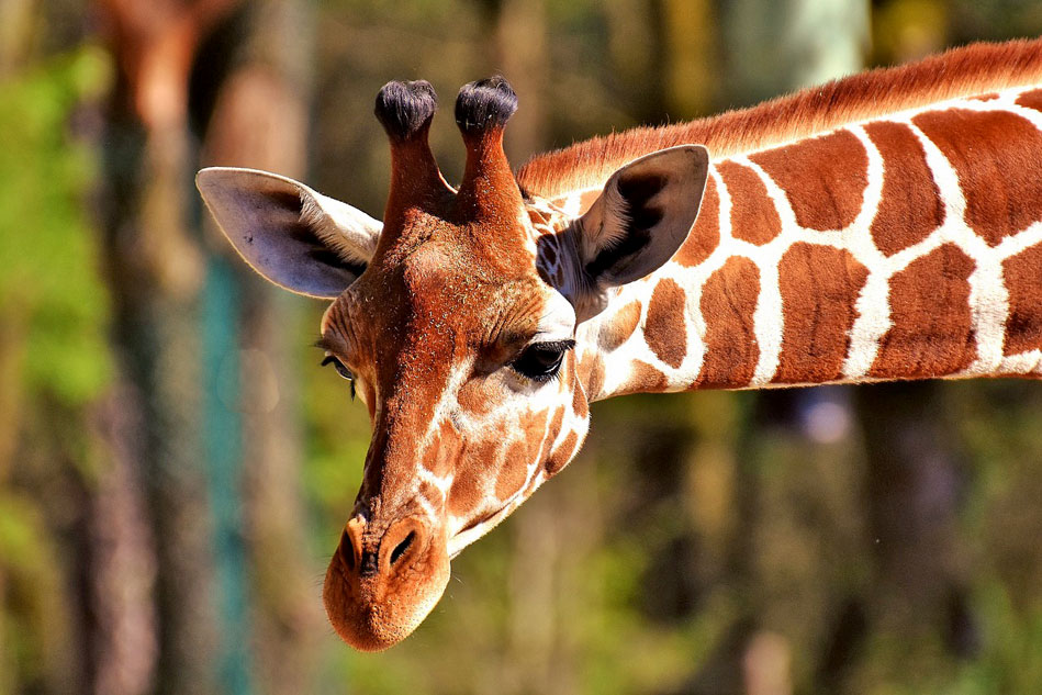 head of a giraffe