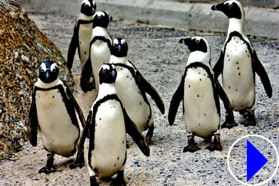 penguins at california academy of science