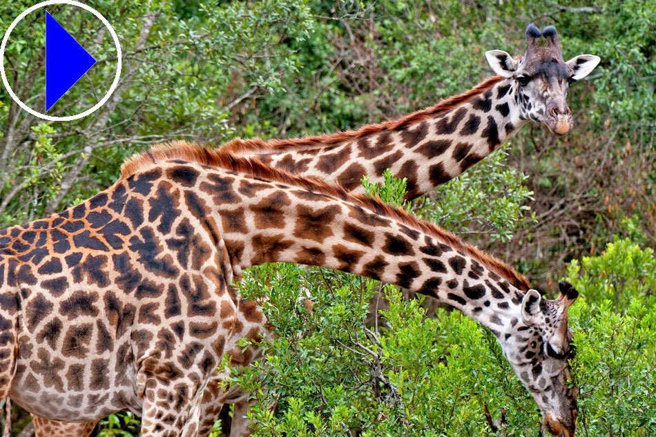 giraffes in kenya