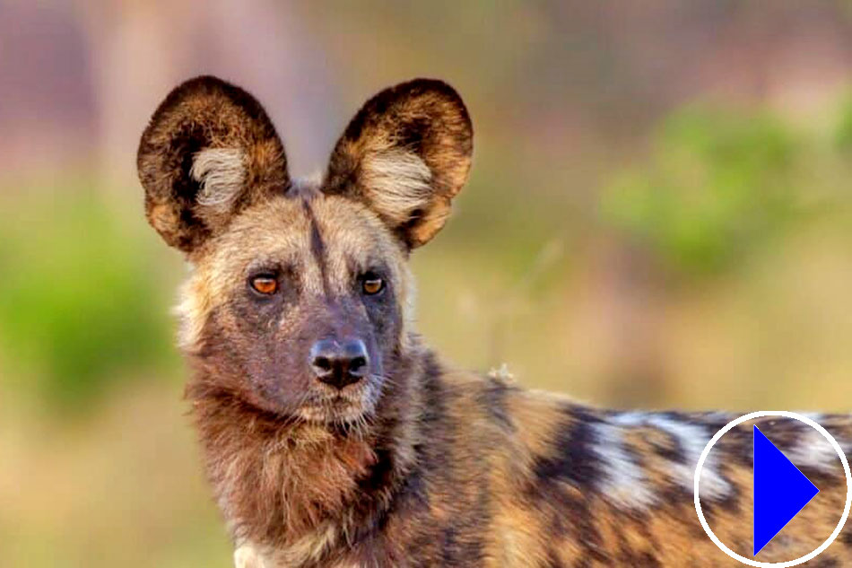 african wild dog