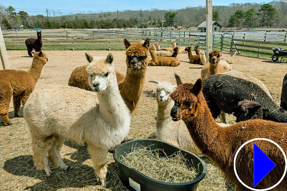 alpaca farm on marthas vineyard