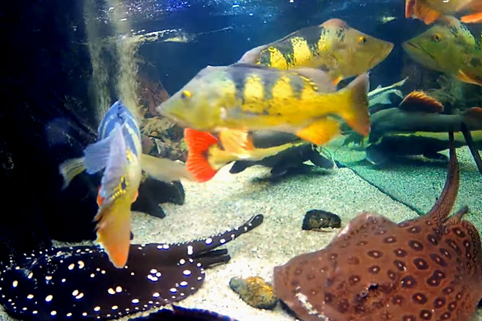 amazon fish in an aquarium 