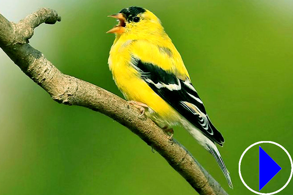 american goldfinch on a branch