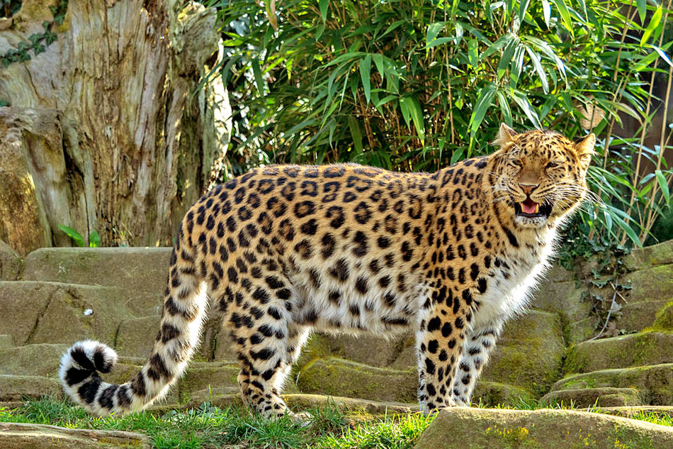 Amur Leopard