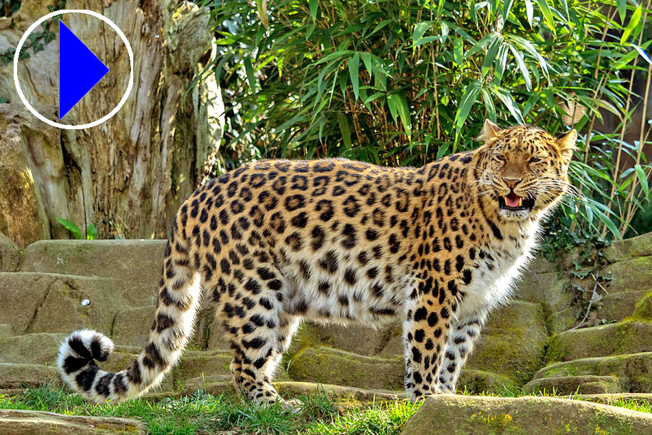 amur leopard