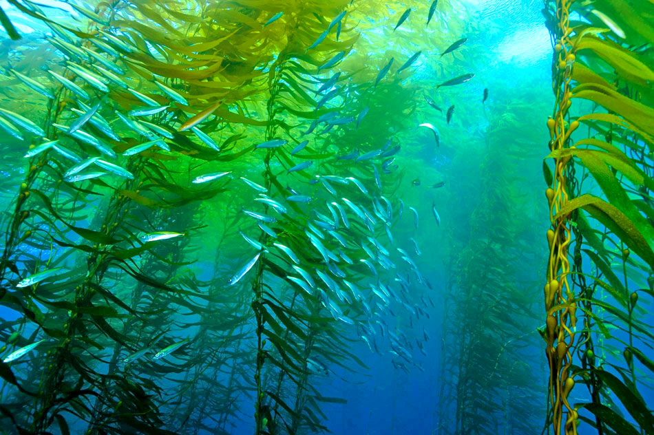 underwater kelp forest