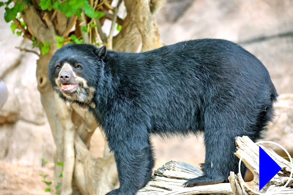 andean bear at reid park zoo