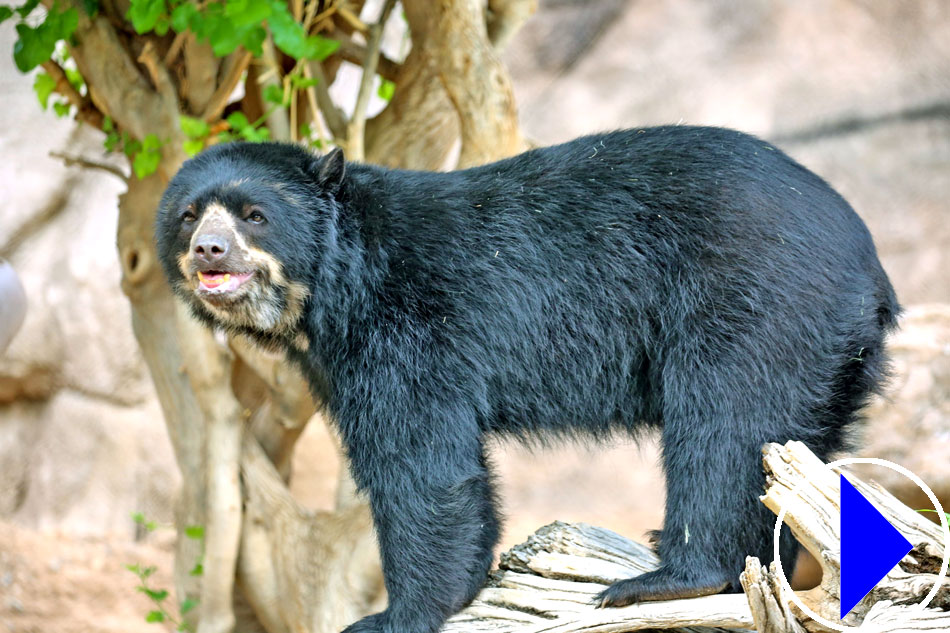 reer Luz nocturna Mini Zoo - bear 