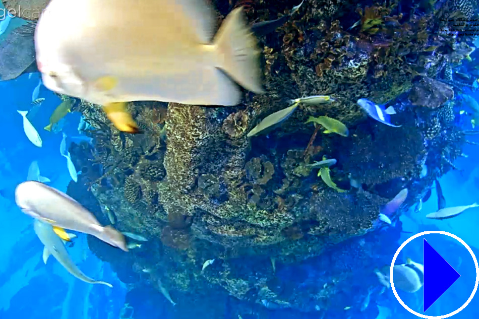 aquarium at the airport in jeddah
